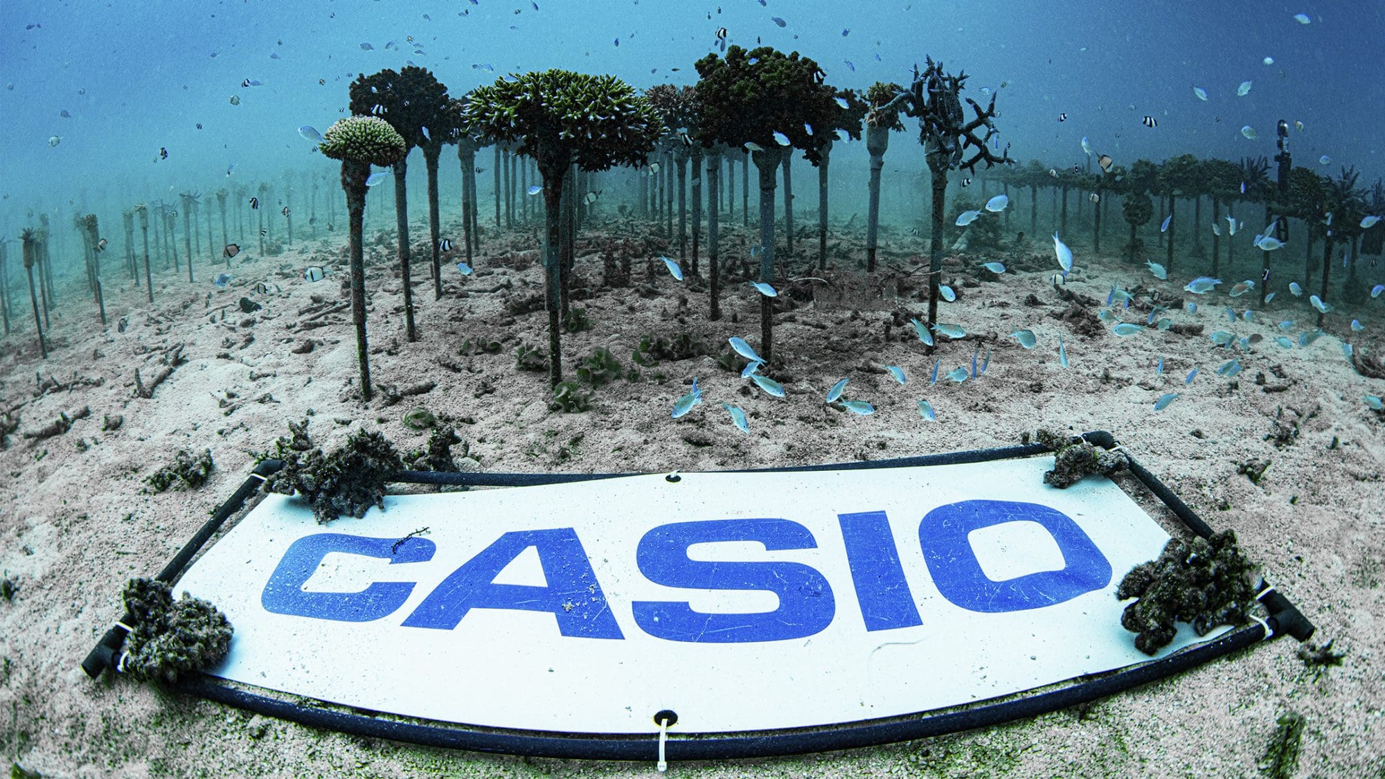 Casio coral field